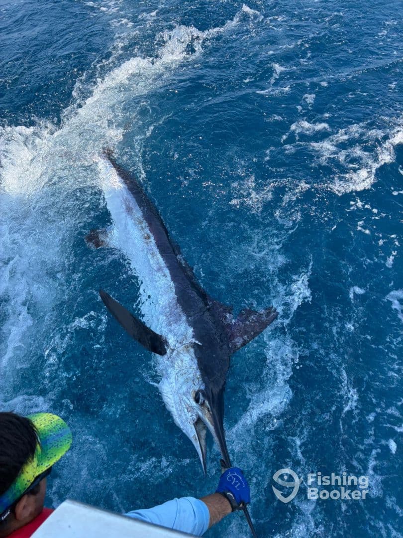 Angler reeling in a large Marlin while fishing in deep blue waters, showcasing the excitement of sport fishing.