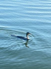 A cormorant swimming in calm waters, showcasing the serene fishing environment.