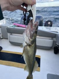 Angler holding a Walleye using a fish gripper aboard a boat, showcasing a successful catch during a fishing trip.