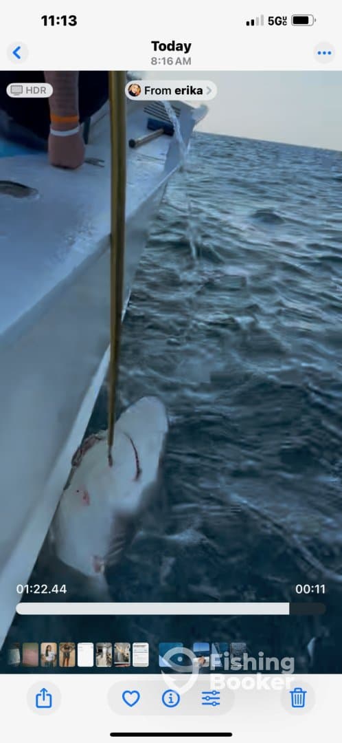 Shark bucket list 