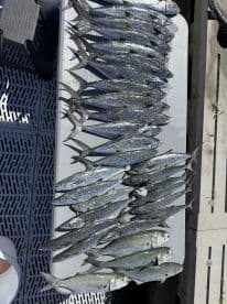 A variety of fish, including Spanish Mackerel and Bluefish, neatly arranged on a cleaning table after a successful fishing trip.