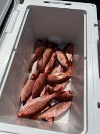 A cooler filled with freshly caught Red Snapper, showcasing a successful fishing trip.