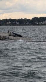 A scenic view of seals resting on a rock in the water, with a backdrop of houses along the shoreline.