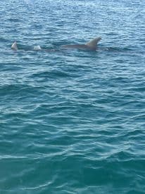 A pod of dolphins swimming in clear blue waters, showcasing the beauty of marine life during a fishing trip.