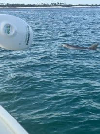 A dolphin swimming near the boat in a coastal water setting, with the boat's equipment partially visible.