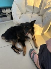A friendly dog lounging on a plush seat inside the boat, showcasing a relaxed atmosphere during a fishing trip.