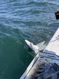 A shark breaching the surface while being reeled in during an exciting offshore fishing trip.