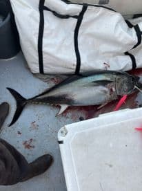 A large Bluefin Tuna is displayed on the deck of a fishing boat, surrounded by ice and blood, indicating a successful catch during a deep-sea fishing trip.