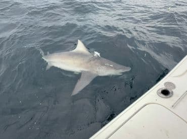 A shark swimming near the boat, showcasing the excitement of offshore fishing.
