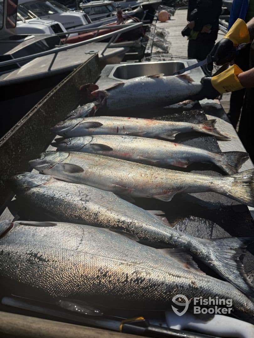 A variety of freshly caught fish, including Salmon, laid out on a cleaning table at the dock, showcasing a successful fishing trip.