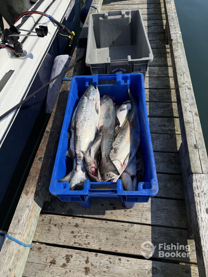 A collection of freshly caught fish, likely Rainbow Trout, stored in a blue crate on a dock, showcasing a successful fishing trip.