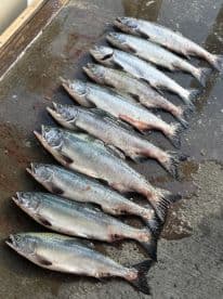 A neat display of freshly caught Salmon laid out on a cleaning table, showcasing a successful fishing trip.