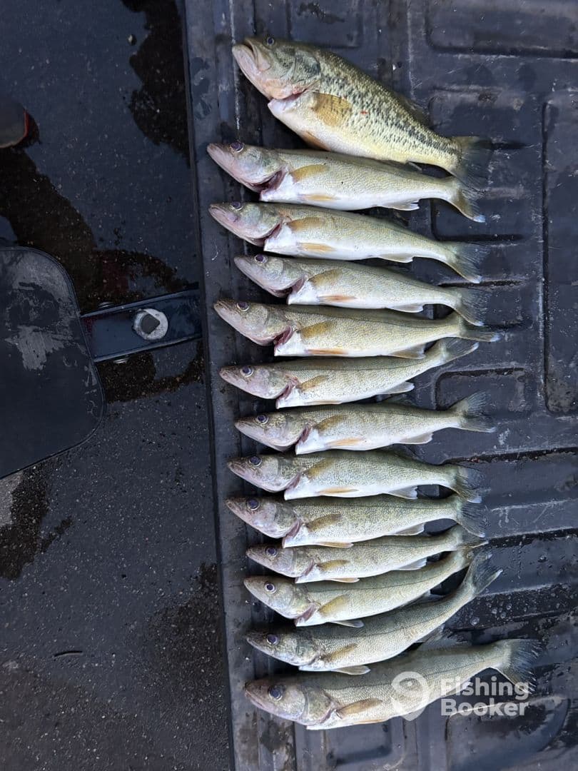 A collection of freshly caught Walleye displayed on a cleaning station, showcasing a successful fishing trip.