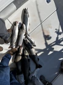 A variety of trout species displayed on the deck of a boat, showcasing a successful fishing trip.