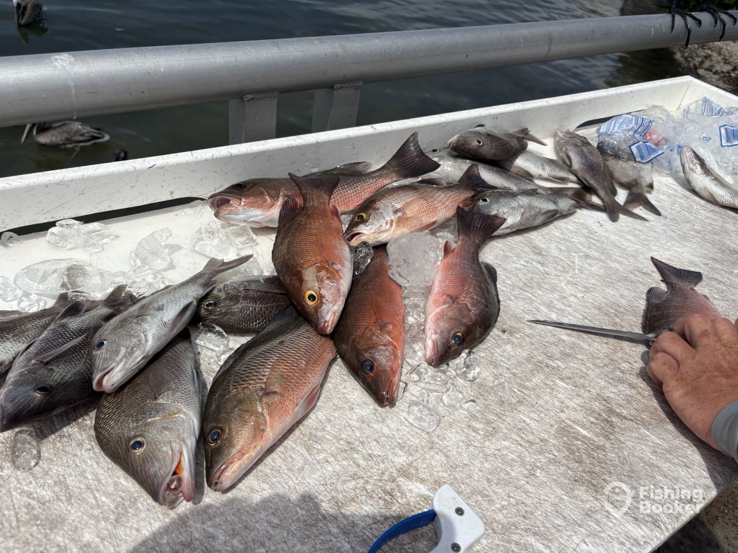 A variety of Snapper species displayed on a cleaning table, showcasing a successful fishing trip.
