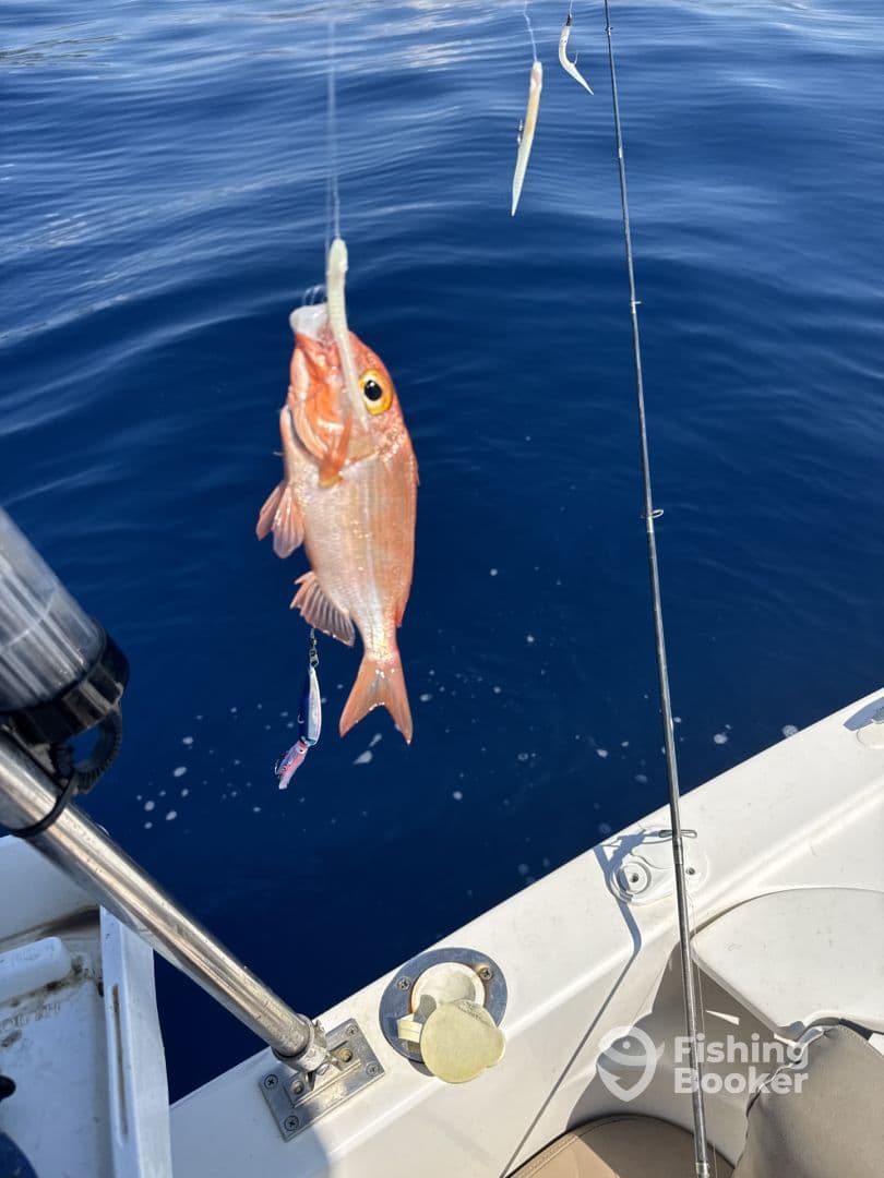 A vibrant Red Snapper is caught on a line while fishing in deep blue waters, showcasing the excitement of the catch.