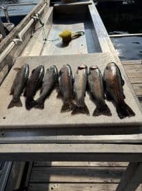 A selection of six Rainbow Trout laid out on a cleaning table, showcasing a successful fishing trip on a sunny day.