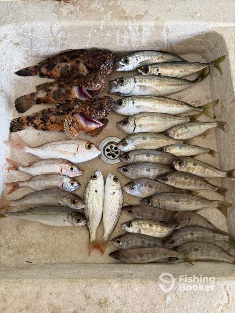 A variety of fish including several species of snapper and bass displayed on a cleaning station, showcasing a successful fishing trip.