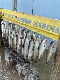 A display of freshly caught fish, likely including various species, arranged on a board at East Bay Harbor Marina, showcasing a successful fishing trip.