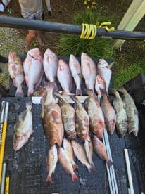 A variety of fish including Snapper and Grouper displayed on a cleaning table after a successful fishing trip.