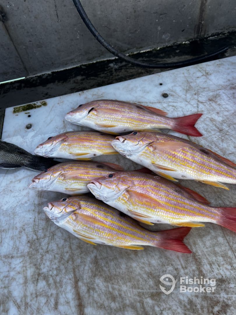 A selection of six colorful Lane Snapper displayed on a fillet table, showcasing a successful fishing trip.