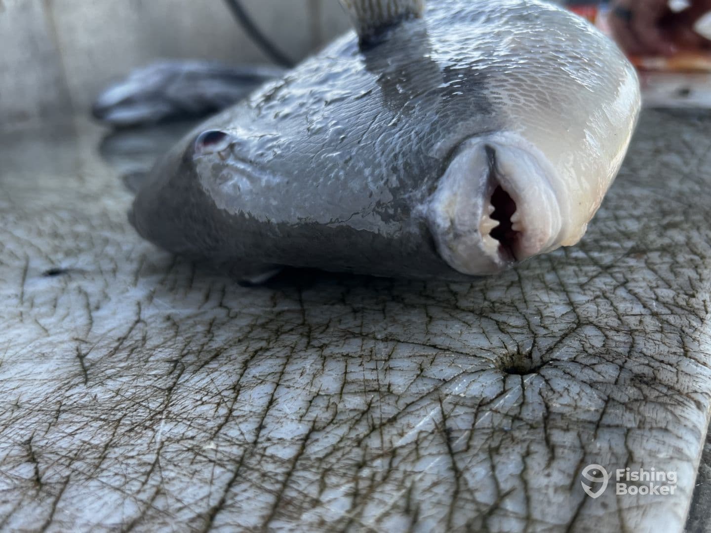 Close-up of a fish, possibly a Snapper, laid out on a fillet table, showcasing the catch from a recent fishing trip.