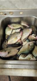 A variety of Crappie and Striped Bass stored in a sink after a successful fishing trip, showcasing a bountiful catch.
