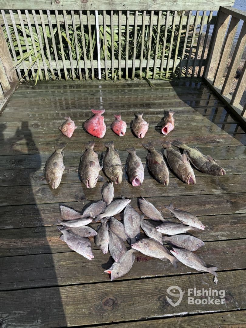 A variety of fish including grouper and snapper laid out on a dock after a successful fishing trip.