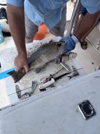 A fisherman is preparing a freshly caught fish on a cleaning table aboard a fishing boat, showcasing a variety of fish including a grouper and smaller species.