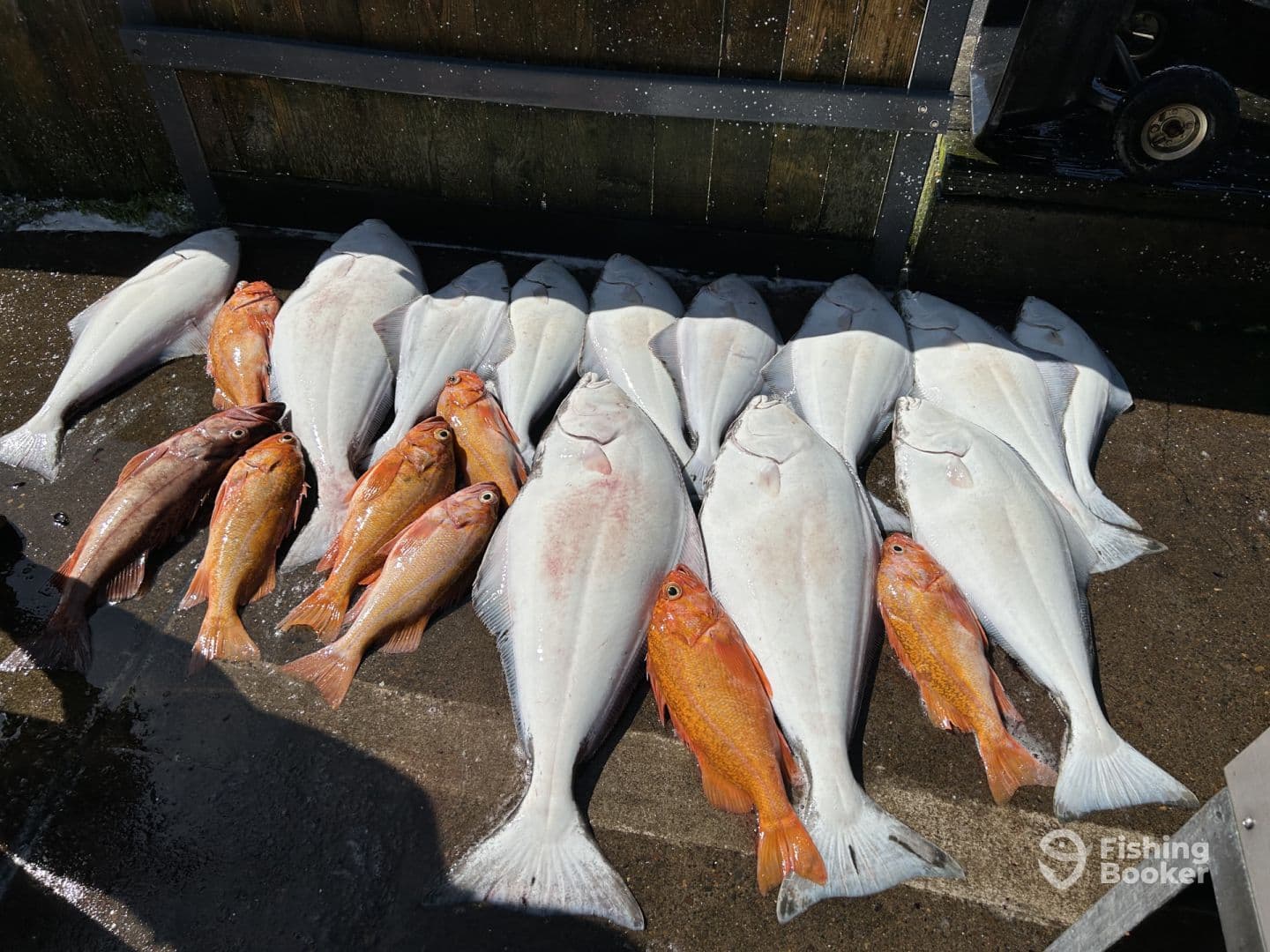 A variety of fish including Halibut and Rockfish laid out on a dock, showcasing a successful fishing trip.