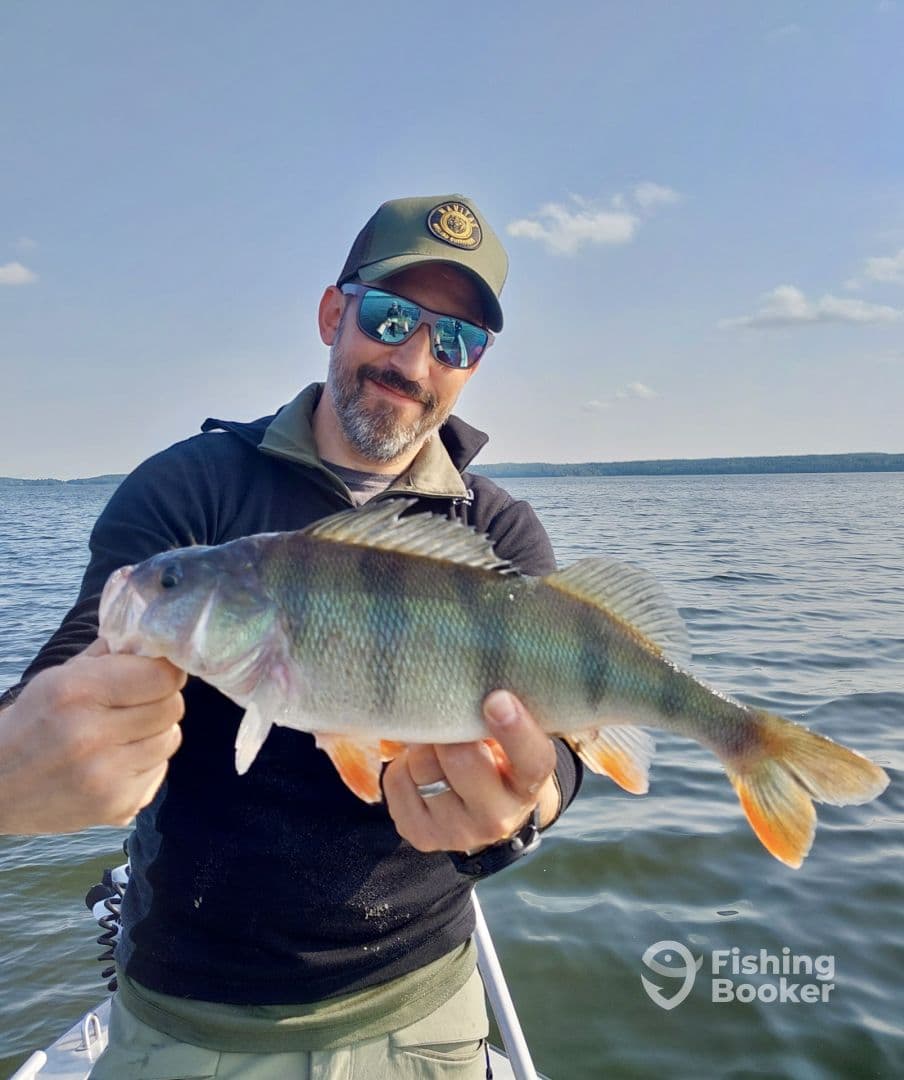 Angler proudly displaying a vibrant Perch while fishing on a serene lake.
