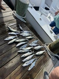 A variety of fish, including speckled trout, displayed on a dock next to a fishing boat, showcasing a successful day on the water.