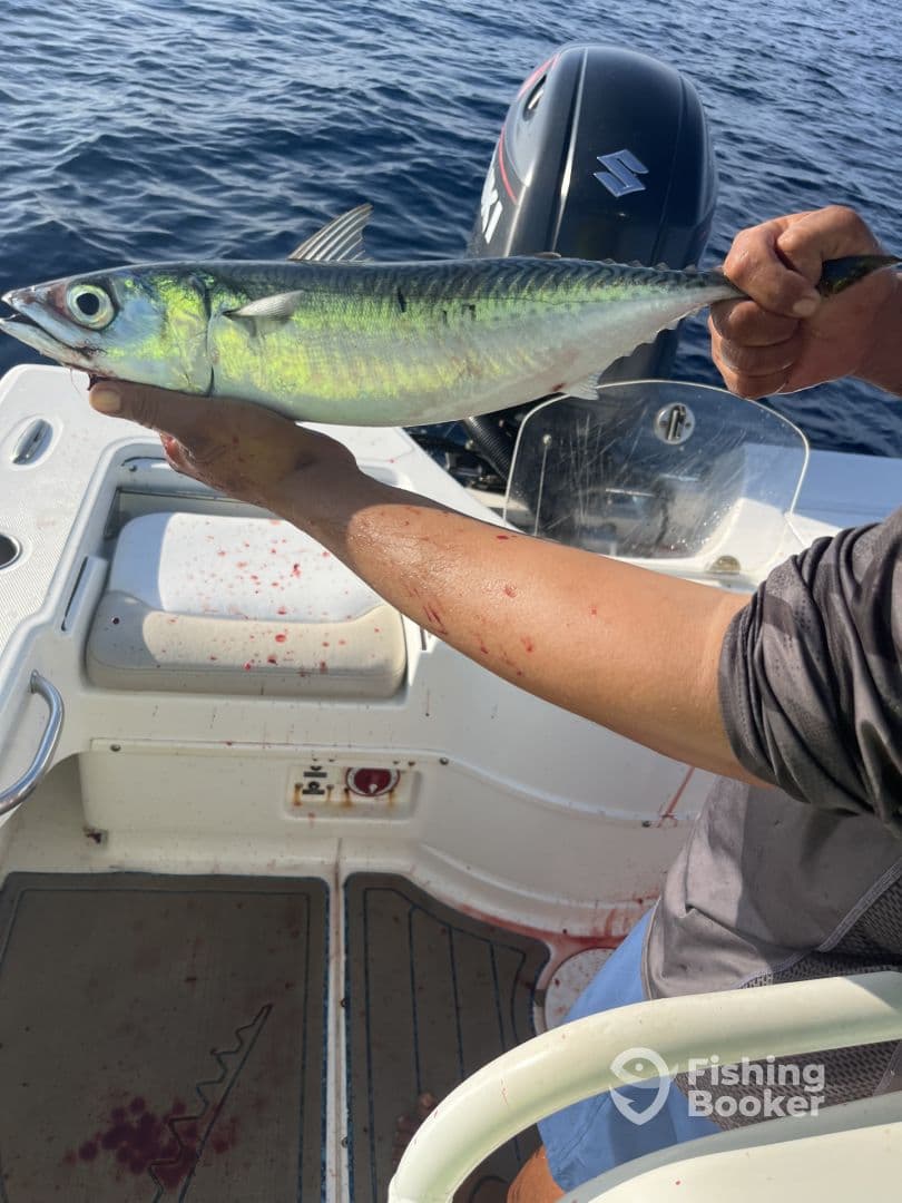 An angler holding a vibrant Mackerel aboard a fishing boat, showcasing a successful catch during a deep-sea fishing trip.