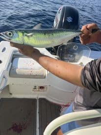 An angler holding a vibrant Mackerel aboard a fishing boat, showcasing a successful catch during a deep-sea fishing trip.
