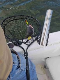 A catfish is caught in a net while fishing from a boat, showcasing the excitement of the catch in a freshwater environment.