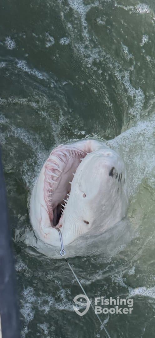 A large shark breaching the surface, showcasing its impressive jaws, likely during a deep-sea fishing expedition.
