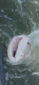 A large shark breaching the surface, showcasing its impressive jaws, likely during a deep-sea fishing expedition.