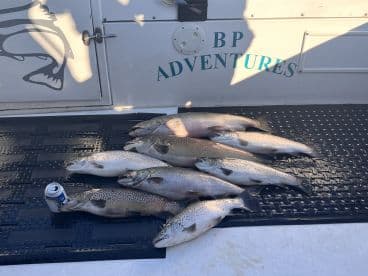 A collection of several Trout laid out on the deck of a boat, showcasing a successful fishing trip.