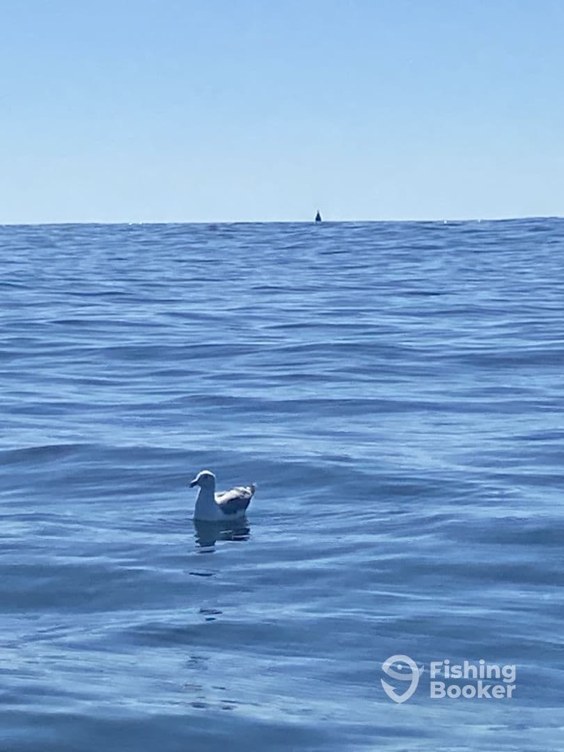 A solitary seagull floats on calm ocean waters, with a distant sailboat visible on the horizon.