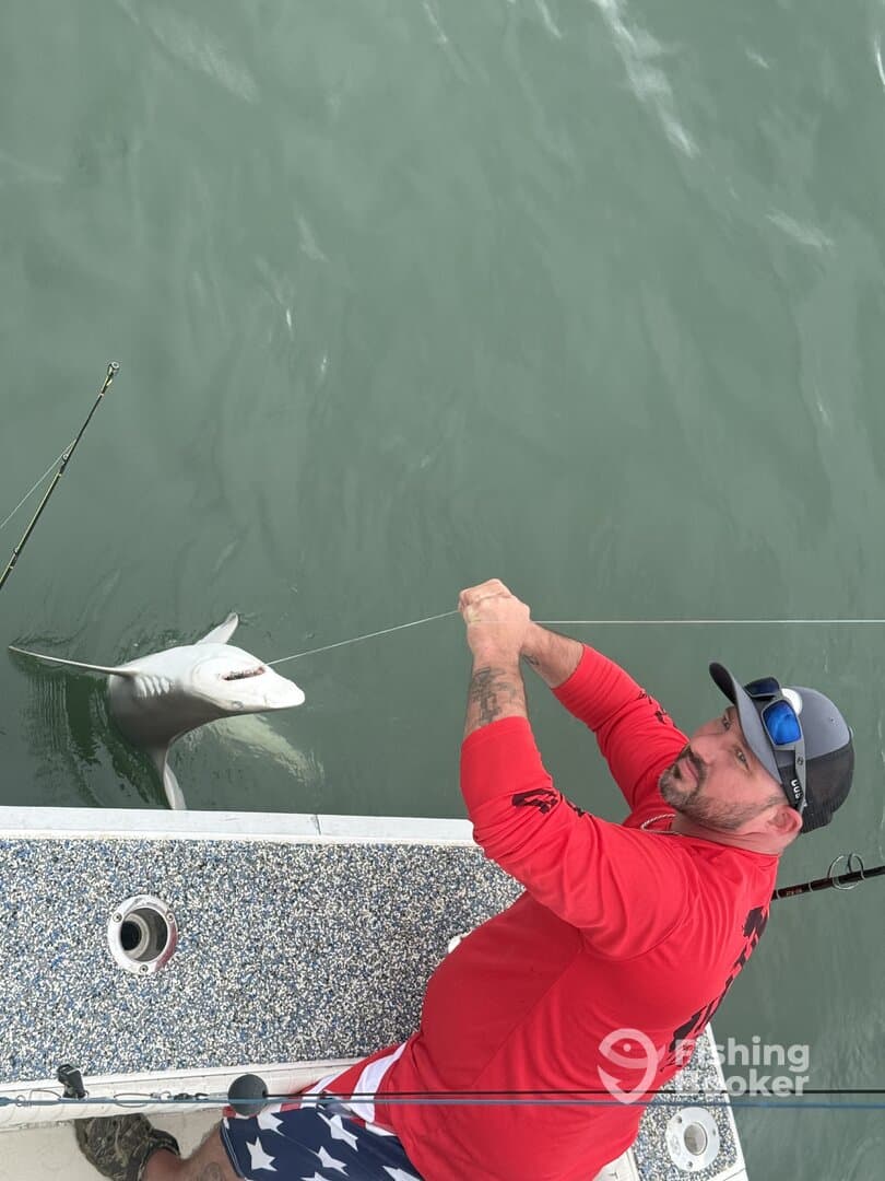 Shark fishing 