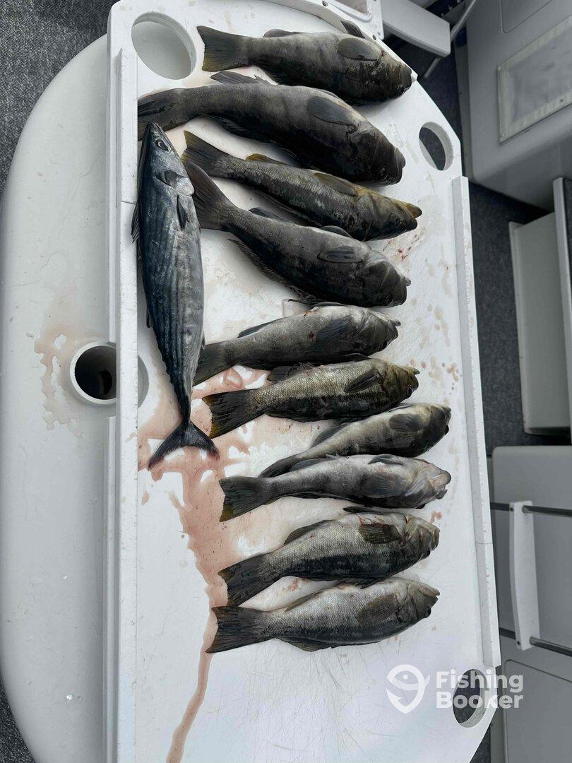 A variety of fish, including a prominent King Mackerel, displayed on a cleaning table after a successful fishing trip.