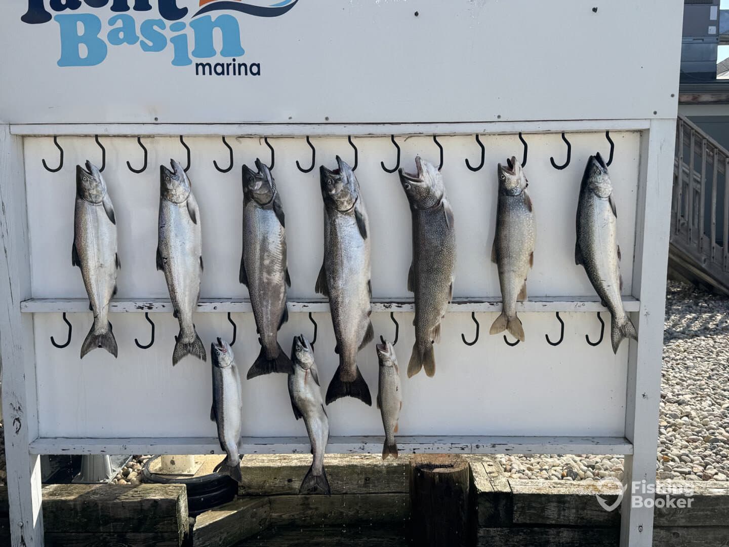 A display of freshly caught Lake Trout arranged on a catch board at a marina, showcasing a successful fishing trip.