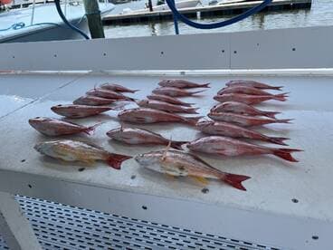 A variety of Snapper laid out on a cleaning table at the dock, showcasing a successful fishing trip.
