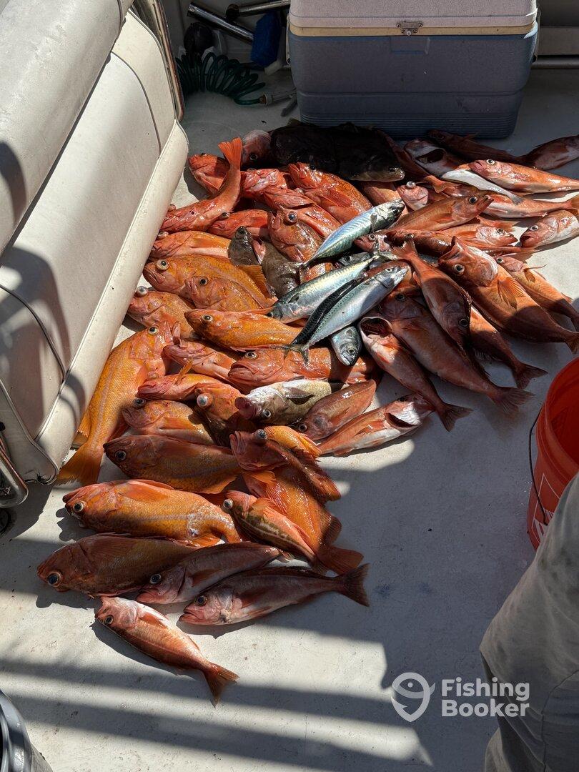 🎣 Unforgettable Fishing Trip with Barbarossa Fishing! 🐟