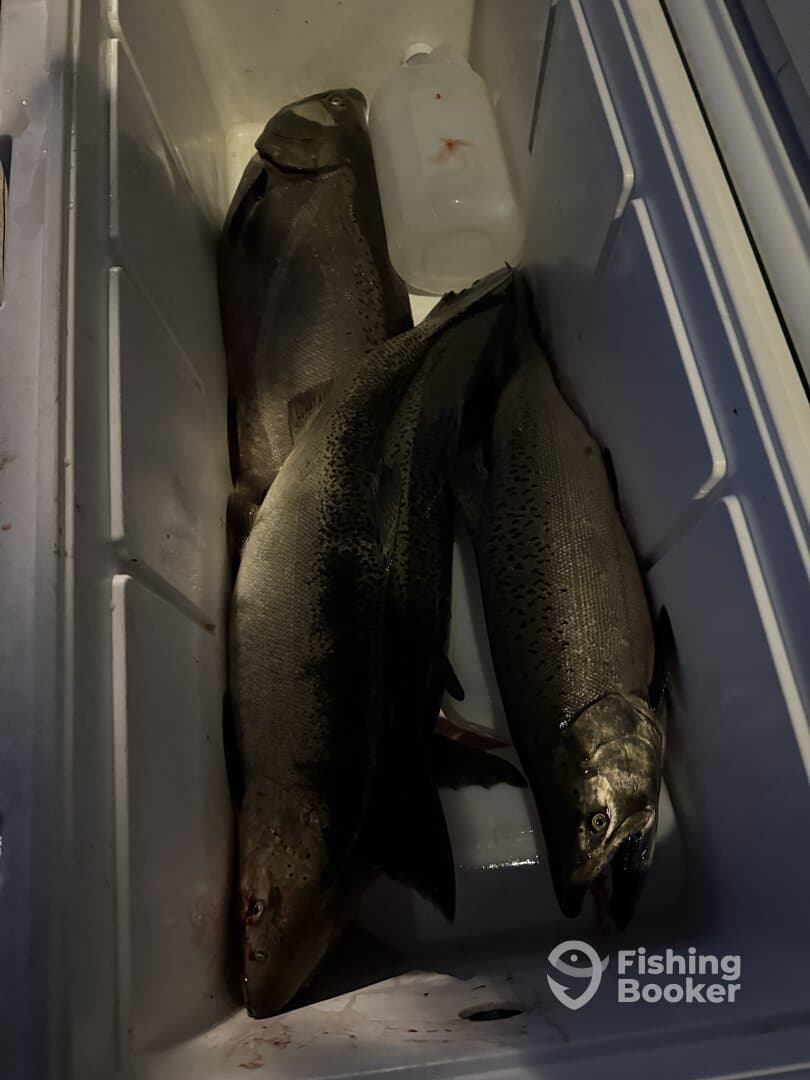 Three large fish stored in a cooler, likely caught during a night fishing trip.