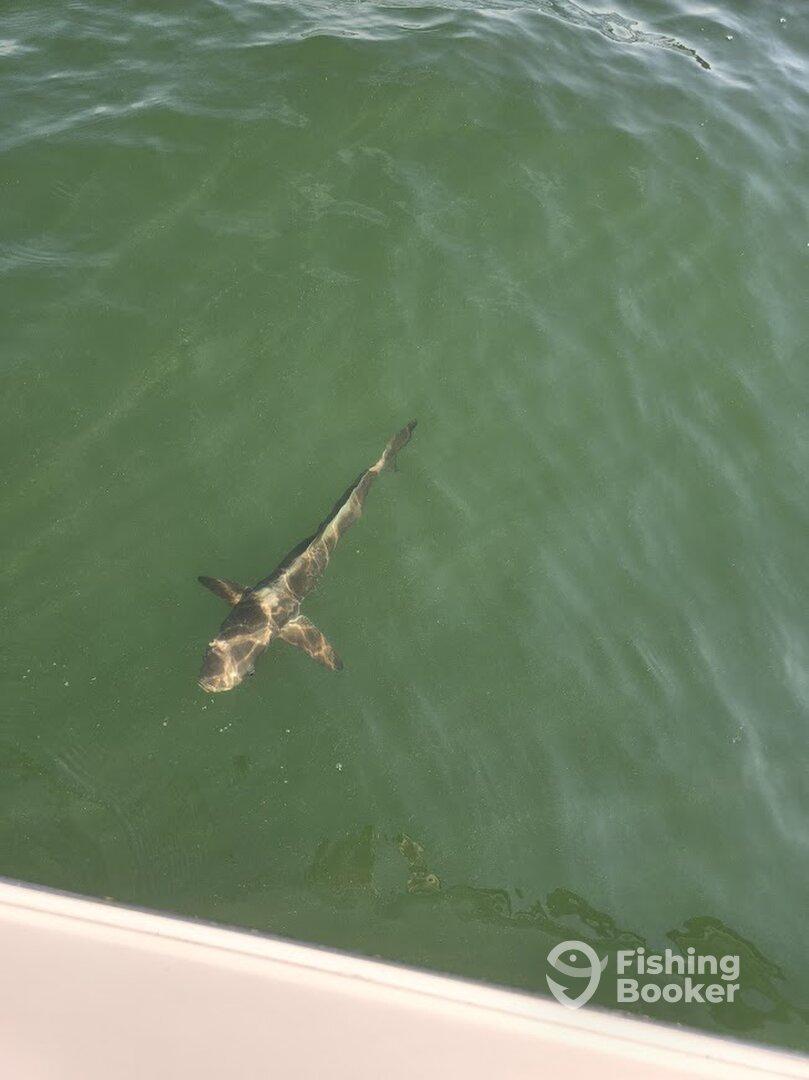 Bucket list moments on the Gulf