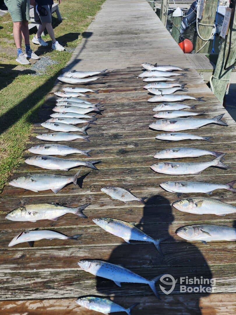 A variety of fish displayed on a dock after a successful fishing trip, showcasing the catch of the day.