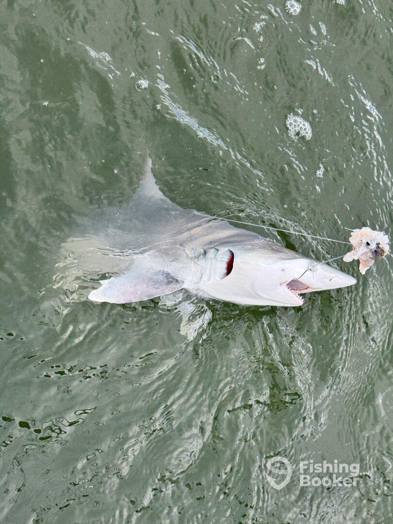 From Bait Fish to Shark Pups – A Blast on the Water!