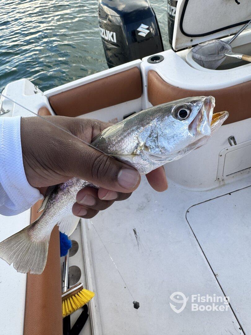 From Bait Fish to Shark Pups – A Blast on the Water!