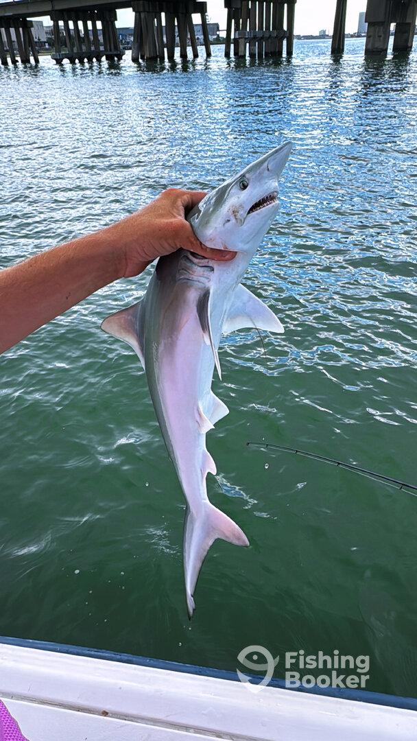 From Bait Fish to Shark Pups – A Blast on the Water!
